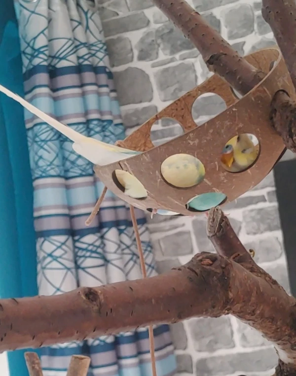 Wellensittich-Bild: Wenn man den ganzen Tag fliegt, klettert, spielt und schreddert..dann darf man zwischendurch auch mal in der Kokosnuss kuscheln und die Füße..äh die Seele baumeln lassen.