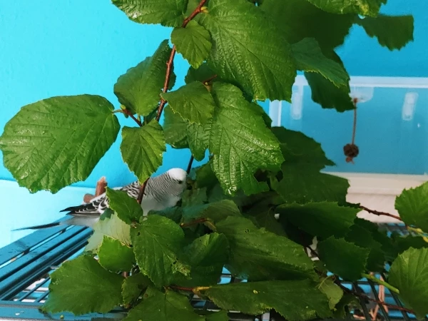 Wellensittich-Bild: Bibo der Vorkoster..oder wer zuerst frisst vergeudet keine Früchtchen