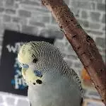Bubi der verspielte