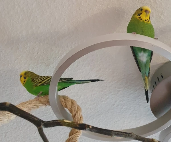Wellensittich-Bild: Ares und Arya, zwei süße Abgabe-Wellis,  seit 3 Wochen bei mir:)