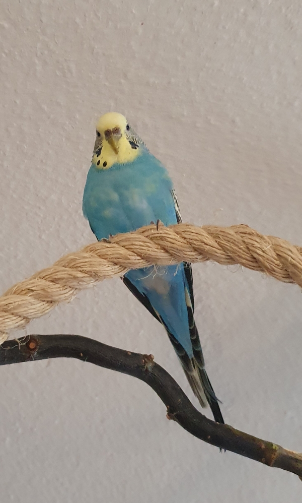 PHPSESSID