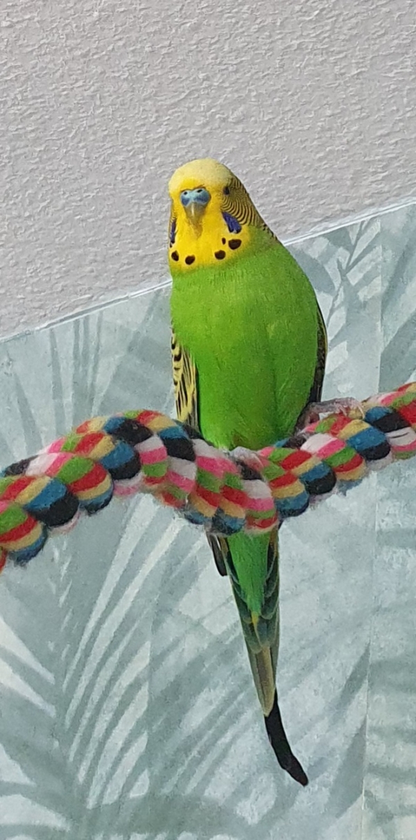 PHPSESSID