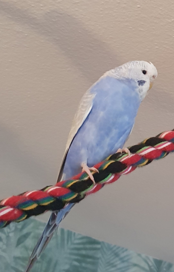 Mia