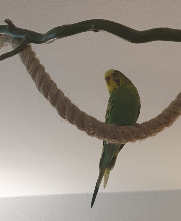 Arya