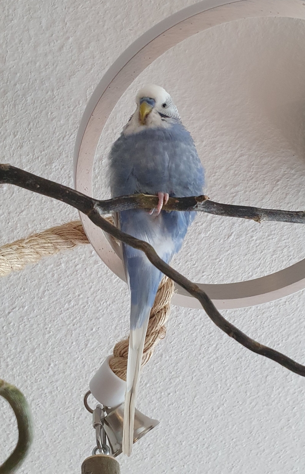 Frodo
