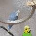 Balou und Frodo 