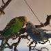 Balou und Freya in love