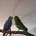 Ares und Frodo