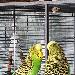 Ares und Balou 