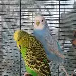 Freya und Balou