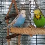 Freya und Balou teilen alles 