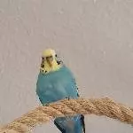 Bella von MarinasWellis