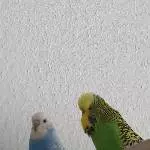 Freya und Balou entdecken Neues