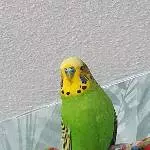 Der kleine Ares