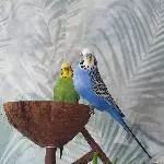 Mischa und Arya