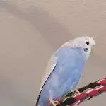 Meine kleine Schönheit Mia