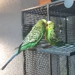 Balou und Ares