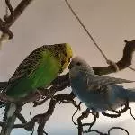 Balou und Freya in love