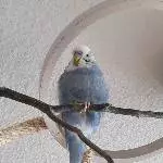 Frodo der kleine Schlawiner