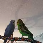 Ares und Frodo