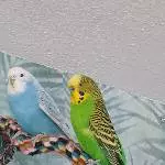 Freya und Ares