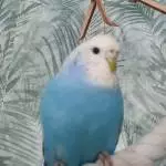 Freya, die Chefin 