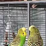 Ares und Balou 