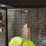 Mein Balou