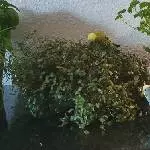 Die Grünfutterbar ist geöffnet