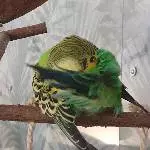 Balou fleißig am putzen 