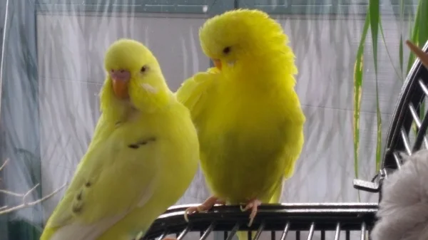 Wellensittich-Bild: Sissi und Franzel
