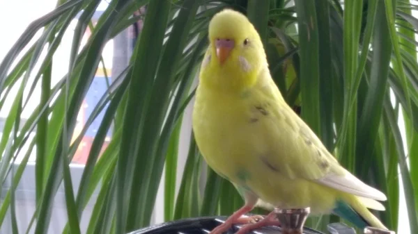 Wellensittich-Bild: Franzel auf dem Käfig