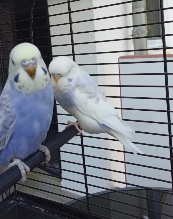 Wellensittich-Bild: my babys