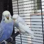 Mascha &  MisterLady? 