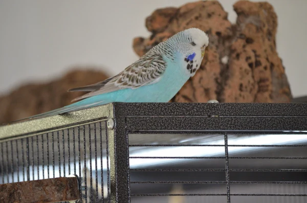 Wellensittich-Bild: Lola beim überlegen was man als nächtes schredden könnte
