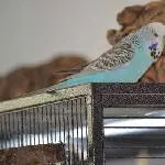 Lola in Pose