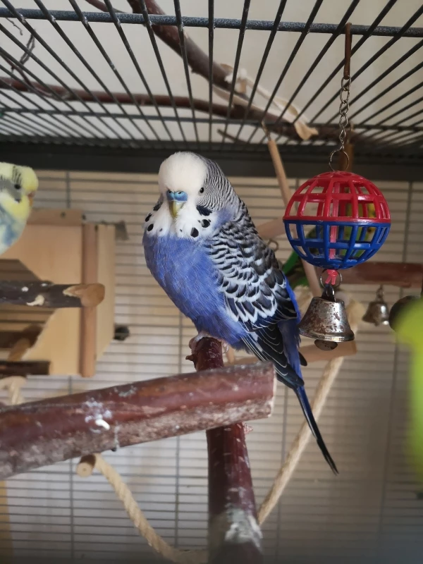 Wellensittich-Bild: Vorzeige-Hähnchen in blau