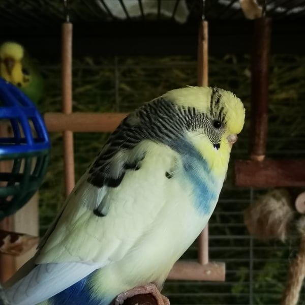 Freya