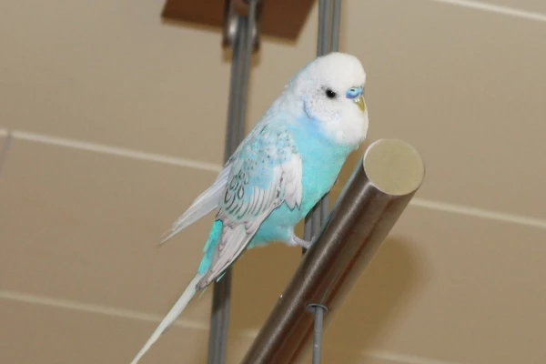 Wellensittich-Bild: ein aufgewecktes kleines Kerlchen