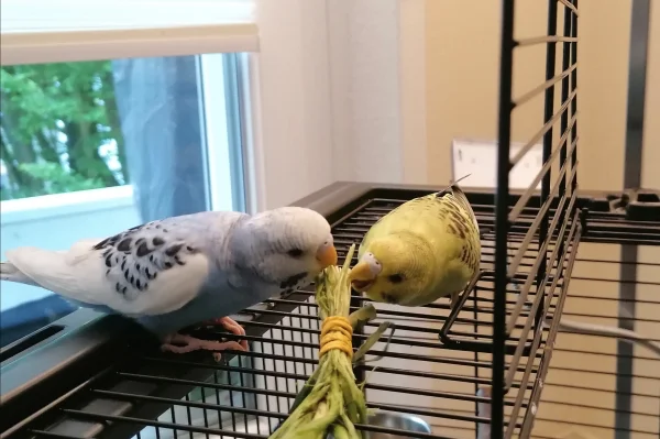 Wellensittich-Bild: Rocky und Sky lieben frische Gräser und Löwenzahn. 