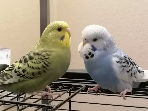 Wellensittich-Bild: Sky und Rocky sind jetzt etwa 2 Wochen bei uns und erkunden ganz zaghaft die Umgebung außerhalb des Käfigs. Weit weg trauen sie sich noch nicht. Auf dem Käfig reicht erstmal. 