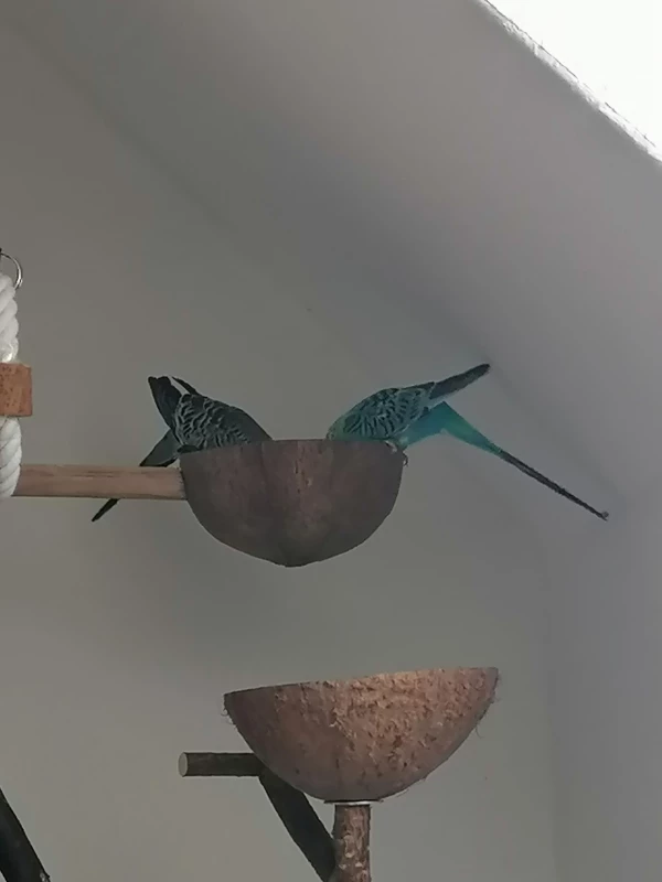 Wellensittich-Bild: .. beim Mittagessen