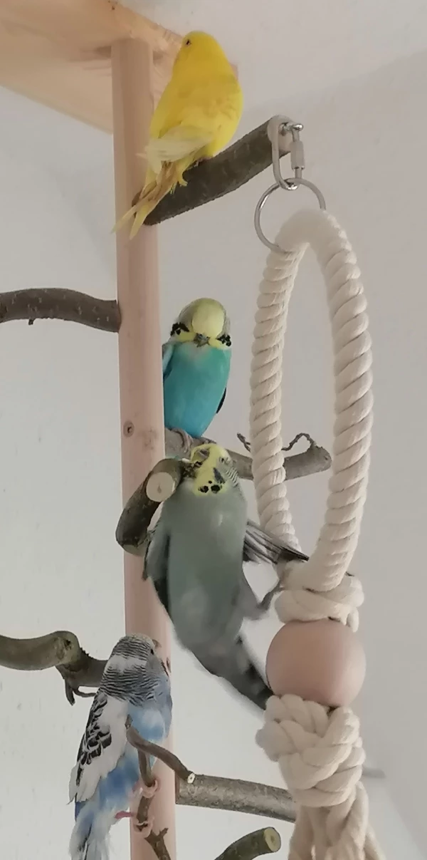 Wellensittich-Bild: .. und alle gucken zu