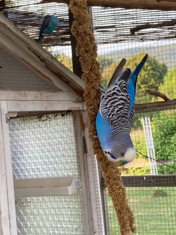 Wellensittich-Bild: Das ist heute wieder anstrengend für Klettermaxe.