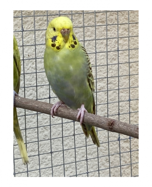 PHPSESSID
