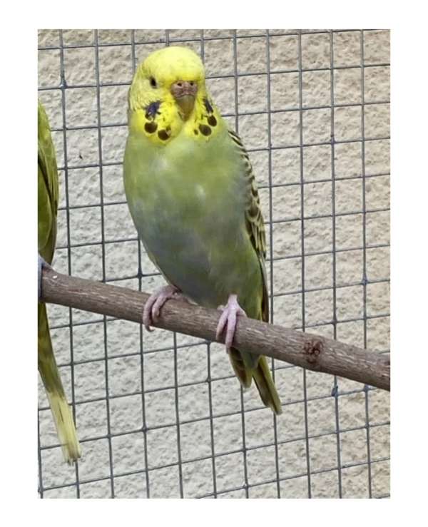 Wellensittich-Bild: *Selchenbach 1v4Jungen