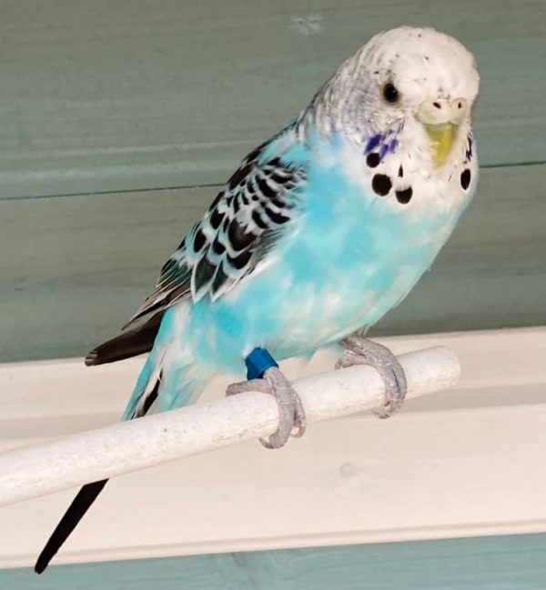 Wellensittich-Bild: Profilbild