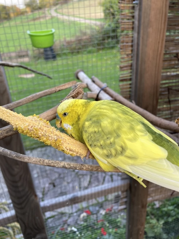 Wellensittich-Bild: Mmh, das schmeckt!