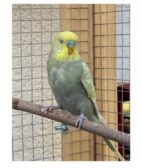 Wellensittich-Bild: *1v4Jungen