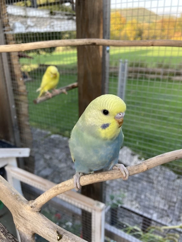 Wellensittich-Bild: Maxi beim ersten Ausflug aus dem Nistkasten